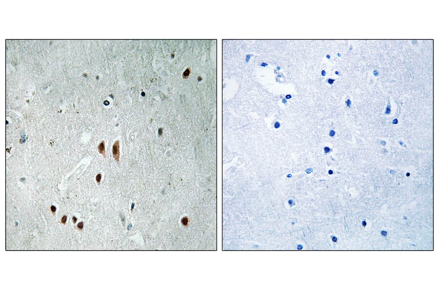 Immunohistochemistry - Anti-CNOT2 (phospho Ser101) Antibody (A8387) - Antibodies.com