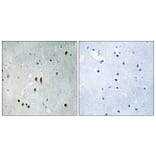 Immunohistochemistry - Anti-CNOT2 (phospho Ser101) Antibody (A8387) - Antibodies.com