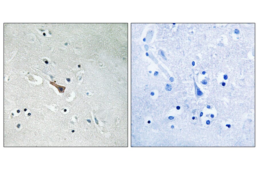 Immunohistochemistry - Anti-APLP2 (phospho Tyr755) Antibody (A8292) - Antibodies.com