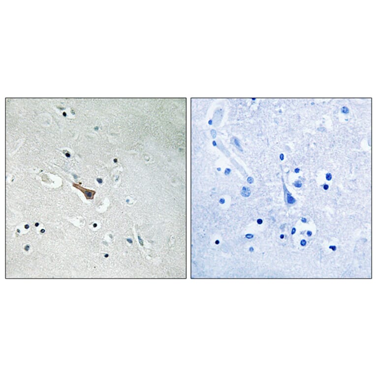 Immunohistochemistry - Anti-APLP2 (phospho Tyr755) Antibody (A8292) - Antibodies.com