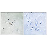 Immunohistochemistry - Anti-APLP2 (phospho Tyr755) Antibody (A8292) - Antibodies.com