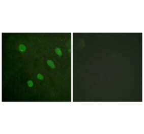 Immunofluorescence - Anti-ATF2 (phospho Ser480) Antibody (A0819) - Antibodies.com