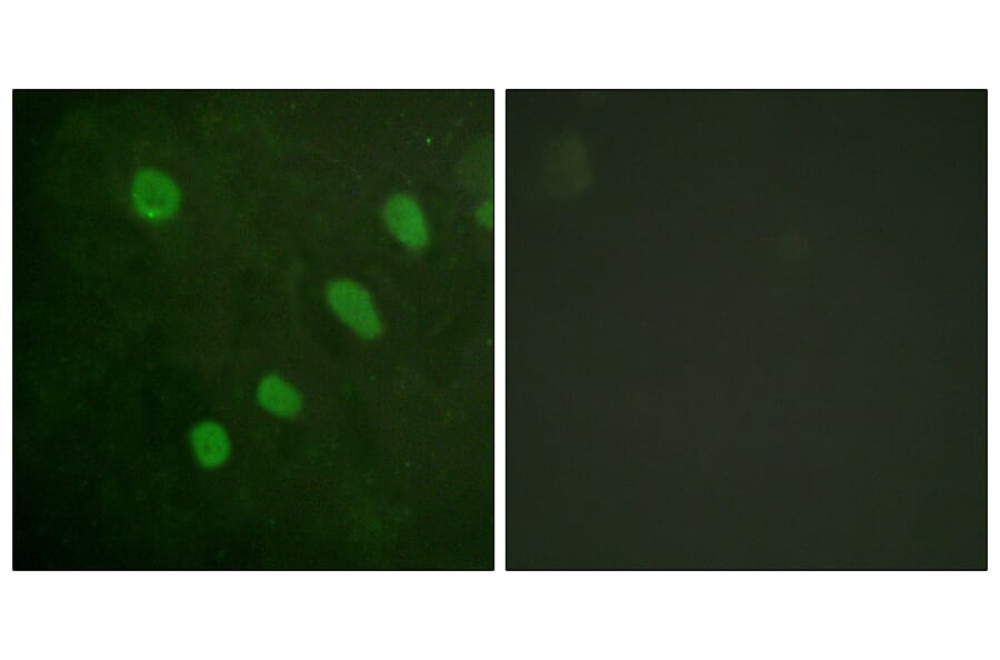 Immunofluorescence - Anti-ATF2 (phospho Ser480) Antibody (A0819) - Antibodies.com