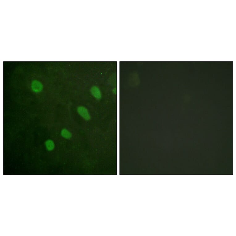 Immunofluorescence - Anti-ATF2 (phospho Ser480) Antibody (A0819) - Antibodies.com