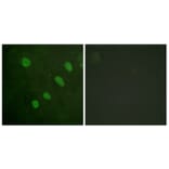 Immunofluorescence - Anti-ATF2 (phospho Ser480) Antibody (A0819) - Antibodies.com