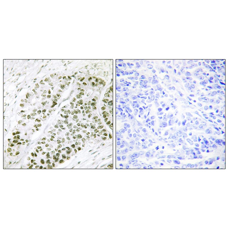 Immunohistochemistry - Anti-ATF2 (phospho Ser480) Antibody (A0819) - Antibodies.com