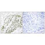 Immunohistochemistry - Anti-ATF2 (phospho Ser480) Antibody (A0819) - Antibodies.com