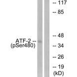 Western Blot - Anti-ATF2 (phospho Ser480) Antibody (A0819) - Antibodies.com