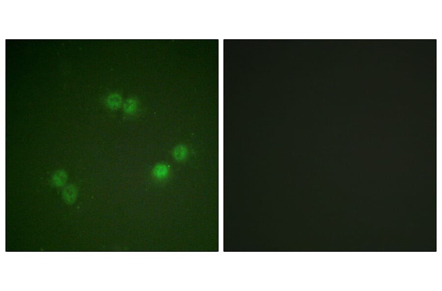 Immunofluorescence - Anti-SF1 (phospho Ser82) Antibody (A0572) - Antibodies.com