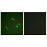 Immunofluorescence - Anti-SF1 (phospho Ser82) Antibody (A0572) - Antibodies.com