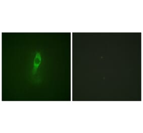 Immunofluorescence - Anti-ETK (phospho Tyr40) Antibody (A0645) - Antibodies.com