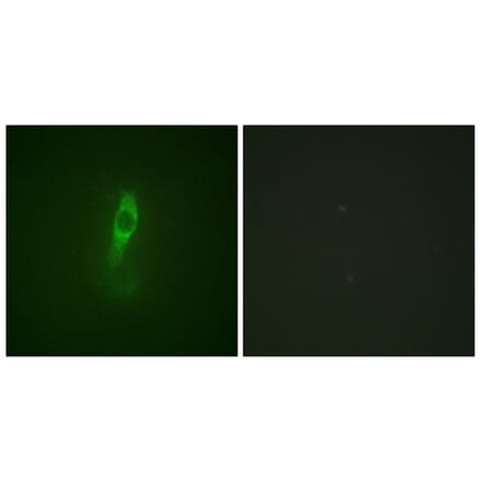 Immunofluorescence - Anti-ETK (phospho Tyr40) Antibody (A0645) - Antibodies.com