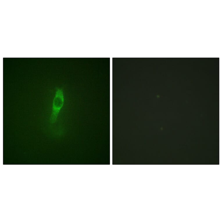 Immunofluorescence - Anti-ETK (phospho Tyr40) Antibody (A0645) - Antibodies.com