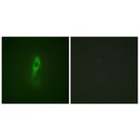 Immunofluorescence - Anti-ETK (phospho Tyr40) Antibody (A0645) - Antibodies.com