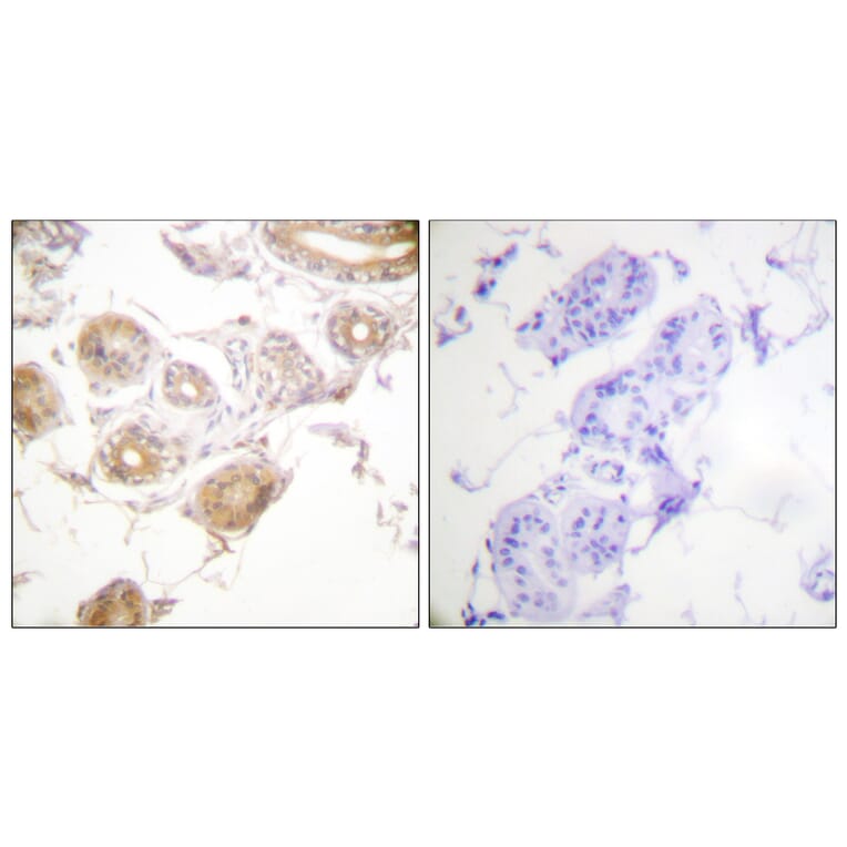 Immunohistochemistry - Anti-ETK (phospho Tyr40) Antibody (A0645) - Antibodies.com
