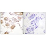 Immunohistochemistry - Anti-ETK (phospho Tyr40) Antibody (A0645) - Antibodies.com