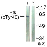 Western Blot - Anti-ETK (phospho Tyr40) Antibody (A0645) - Antibodies.com