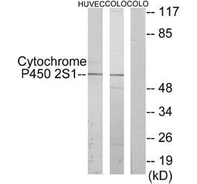 Western Blot - Anti-Cytochrome P450 2S1 Antibody (C12271) - Antibodies.com