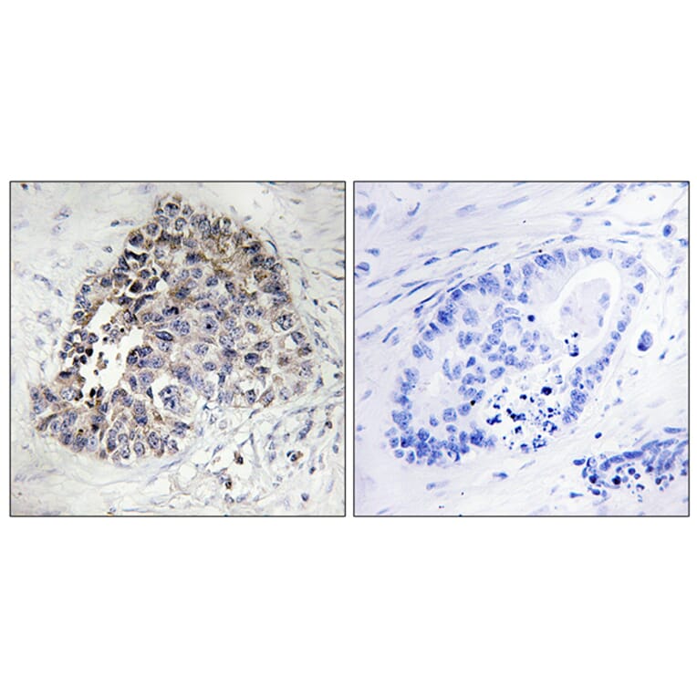 Immunohistochemistry - Anti-Cytochrome P450 2S1 Antibody (C12271) - Antibodies.com