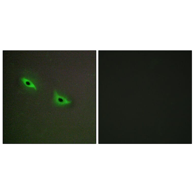 Immunofluorescence - Anti-Cytochrome P450 2S1 Antibody (C12271) - Antibodies.com