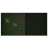 Immunofluorescence - Anti-Cytochrome P450 2S1 Antibody (C12271) - Antibodies.com