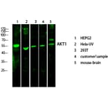 Western Blot - Anti-AKT1 + AKT2 + AKT3 Antibody (B8075) - Antibodies.com