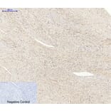 Immunohistochemistry - Anti-AKT1 + AKT2 + AKT3 Antibody (B8075) - Antibodies.com