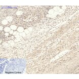 Immunohistochemistry - Anti-AKT1 + AKT2 + AKT3 Antibody (B8075) - Antibodies.com
