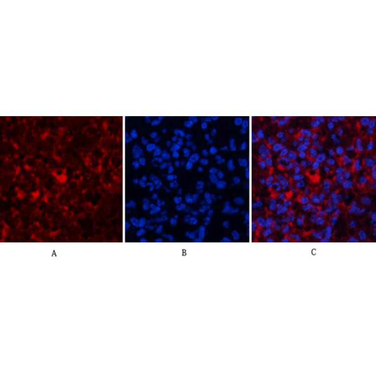 Immunofluorescence - Anti-AKT1 + AKT2 + AKT3 Antibody (B8075) - Antibodies.com