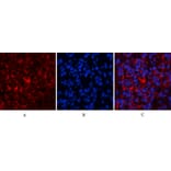 Immunofluorescence - Anti-AKT1 + AKT2 + AKT3 Antibody (B8075) - Antibodies.com