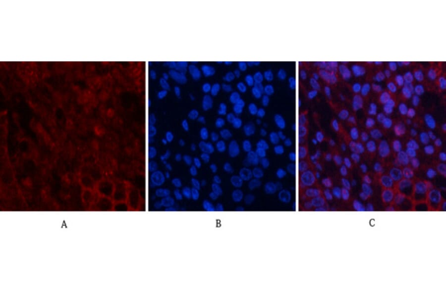 Immunofluorescence - Anti-AKT1 + AKT2 + AKT3 Antibody (B8075) - Antibodies.com