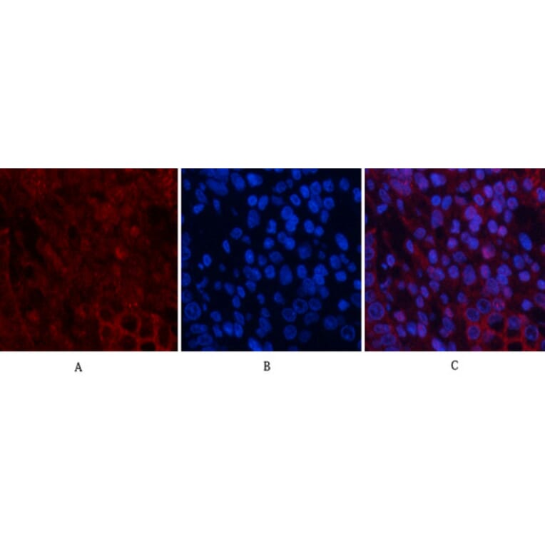 Immunofluorescence - Anti-AKT1 + AKT2 + AKT3 Antibody (B8075) - Antibodies.com