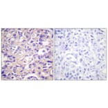 Immunohistochemistry - Anti-TK (phospho Ser13) Antibody (A0586) - Antibodies.com