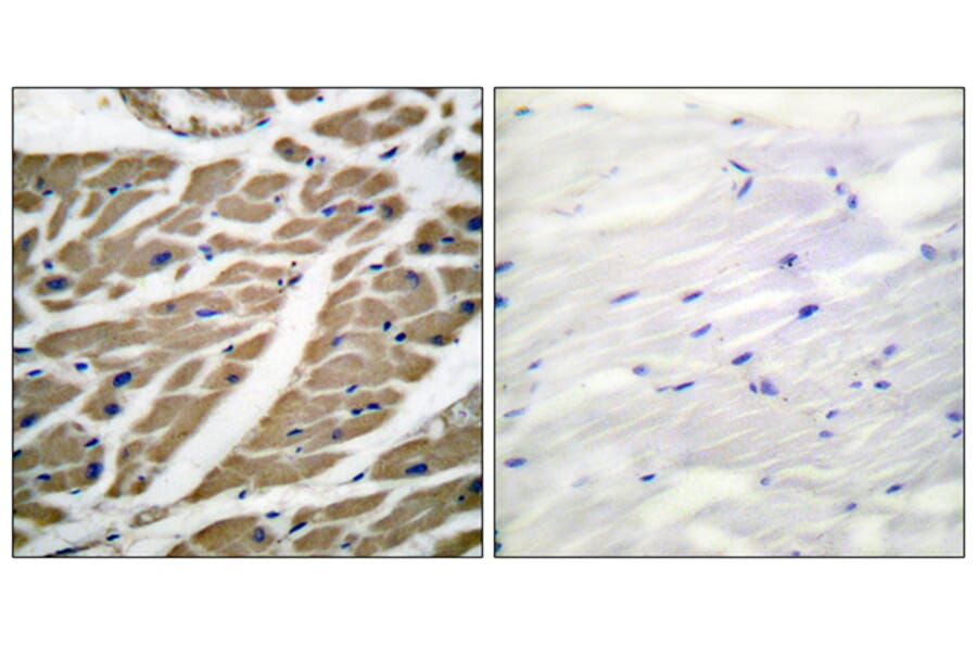 Immunohistochemistry - Anti-Sodium Channel-pan Antibody (C0327) - Antibodies.com