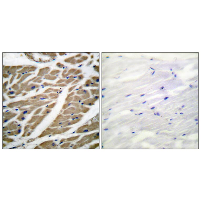 Immunohistochemistry - Anti-Sodium Channel-pan Antibody (C0327) - Antibodies.com