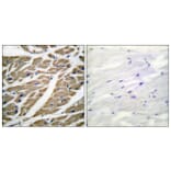 Immunohistochemistry - Anti-Sodium Channel-pan Antibody (C0327) - Antibodies.com
