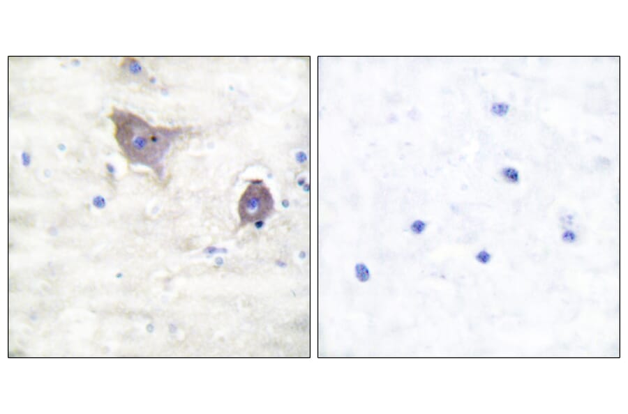 Immunohistochemistry - Anti-Synuclein beta Antibody (C0335) - Antibodies.com