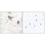 Immunohistochemistry - Anti-Synuclein beta Antibody (C0335) - Antibodies.com