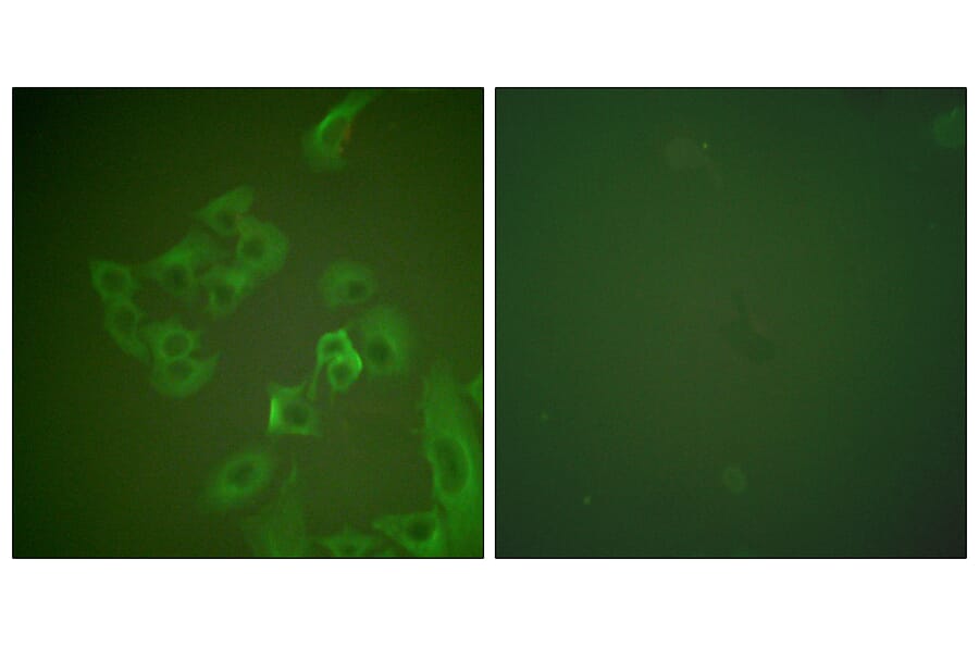 Immunofluorescence - Anti-Synuclein beta Antibody (C0335) - Antibodies.com
