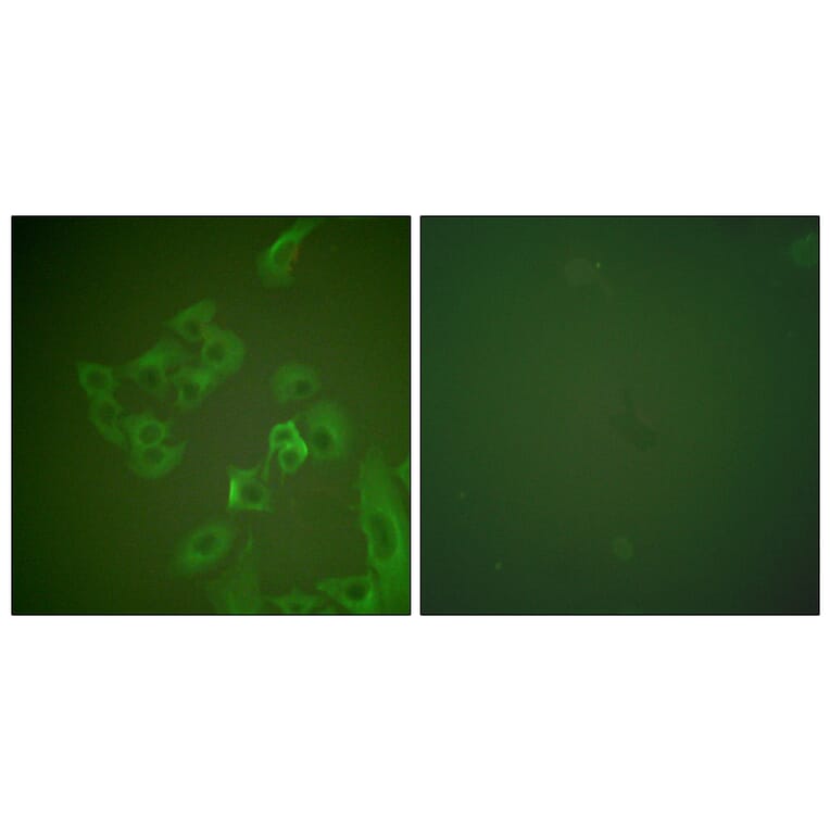 Immunofluorescence - Anti-Synuclein beta Antibody (C0335) - Antibodies.com