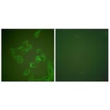 Immunofluorescence - Anti-Synuclein beta Antibody (C0335) - Antibodies.com