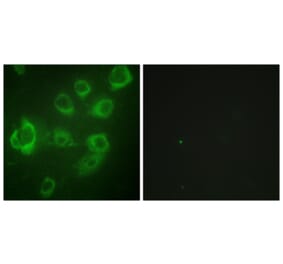Immunofluorescence - Anti-Myosin regulatory light chain 2 (phospho Ser18) Antibody (A0690) - Antibodies.com