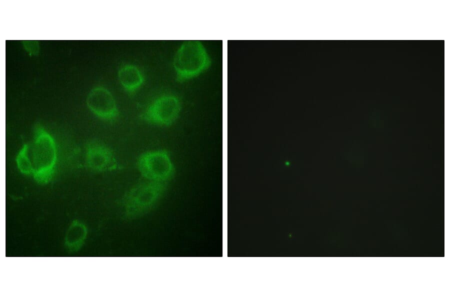 Immunofluorescence - Anti-Myosin regulatory light chain 2 (phospho Ser18) Antibody (A0690) - Antibodies.com