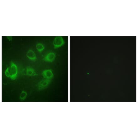 Immunofluorescence - Anti-Myosin regulatory light chain 2 (phospho Ser18) Antibody (A0690) - Antibodies.com