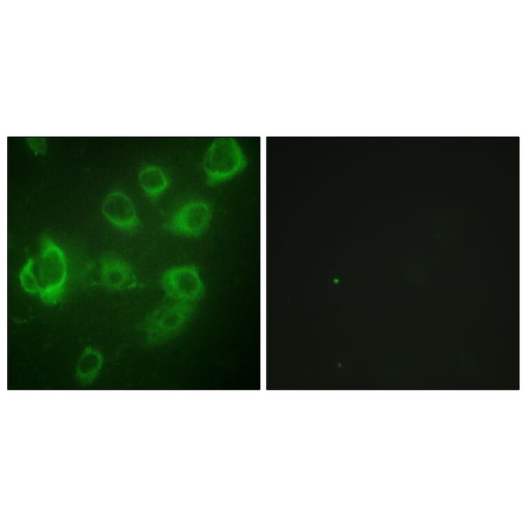 Immunofluorescence - Anti-Myosin regulatory light chain 2 (phospho Ser18) Antibody (A0690) - Antibodies.com