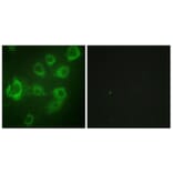 Immunofluorescence - Anti-Myosin regulatory light chain 2 (phospho Ser18) Antibody (A0690) - Antibodies.com