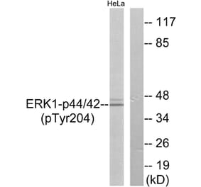 Western Blot - Anti-p44/42 MAP Kinase (phospho Tyr204) Antibody (A7074) - Antibodies.com