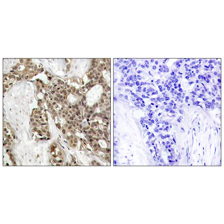 Immunohistochemistry - Anti-p44/42 MAP Kinase (phospho Tyr204) Antibody (A7074) - Antibodies.com