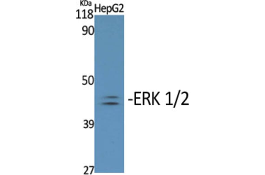 Western Blot - Anti-p44/42 MAP Kinase (phospho Tyr204) Antibody (A7074) - Antibodies.com