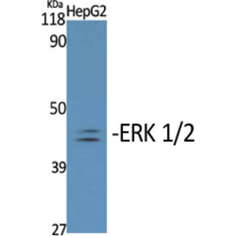 Western Blot - Anti-p44/42 MAP Kinase (phospho Tyr204) Antibody (A7074) - Antibodies.com